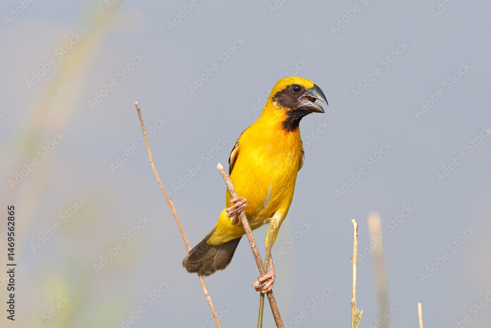 Obraz premium A colorful Asian golden weaver bird perches on a branch and looks for food.