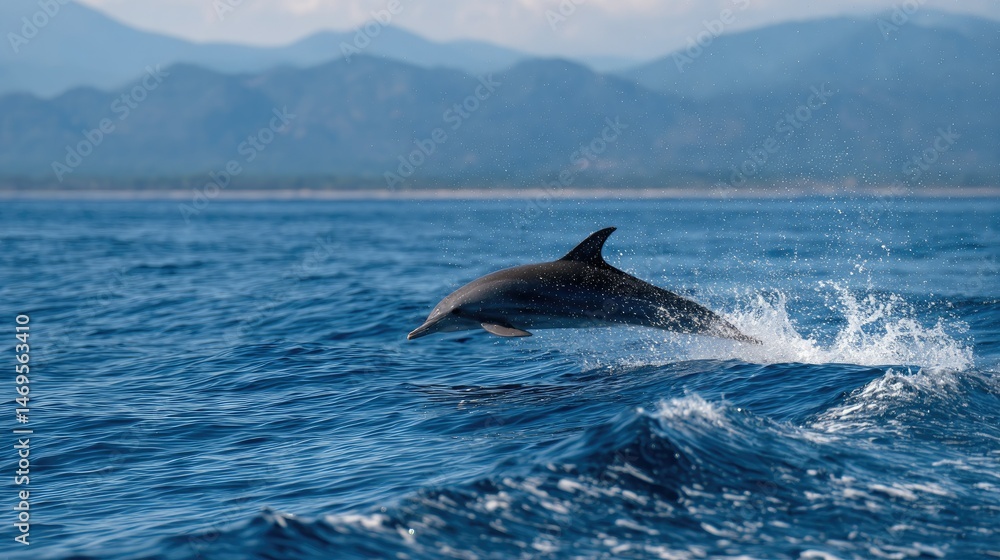 Single striped dolphin in a high leap, silhouetted against the horizon and clear azure sea Single striped dolphin in a high leap, silhouetted against the horizon and clear azure sea