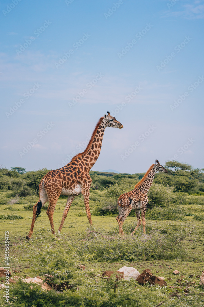 Obraz premium Majestätische Giraffen in der weiten Savanne Tansanias. Das sanfte Licht der Safari betont ihre elegante Silhouette und fängt die ungezähmte Schönheit der afrikanischen Wildnis ein.