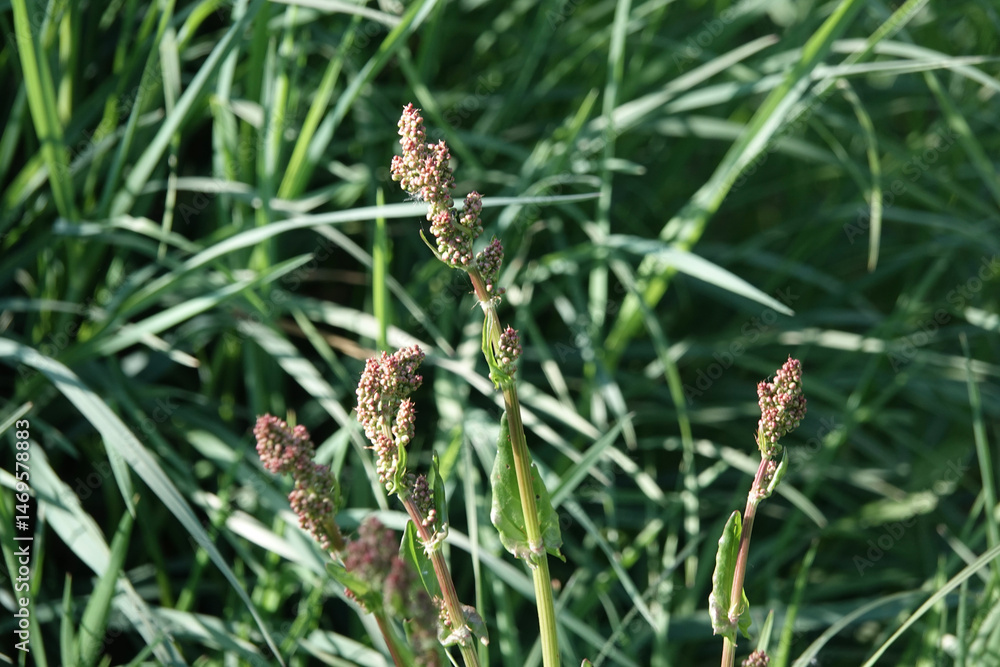 Obraz premium Flowers of Common Sorrel (Rumex acetosa)