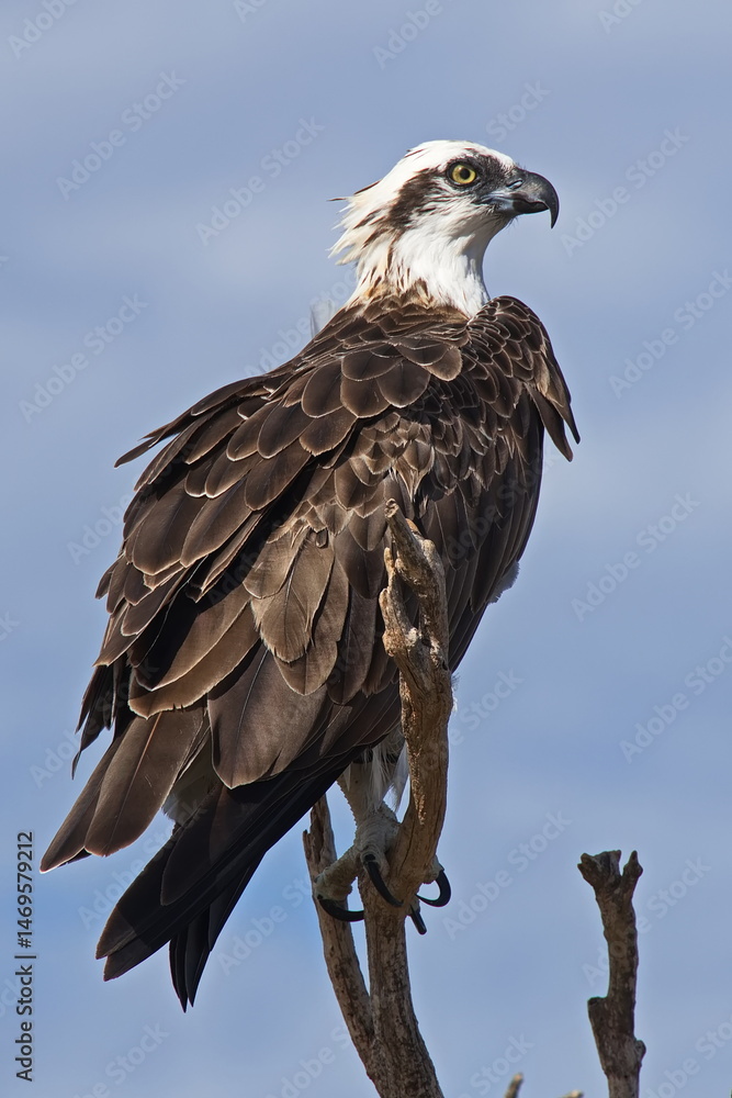 Obraz premium Osprey at Yardie Creek in Cape Range National Park, Western Australia, Australia 