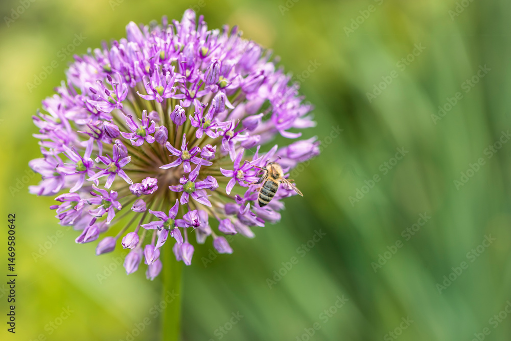 Primo piano di un'ape su allium o fiore di aglio selvatico o aglio ornamentale in un giardino in primavera Primo piano di un'ape su allium o fiore di aglio selvatico o aglio ornamentale in un giardino in primavera