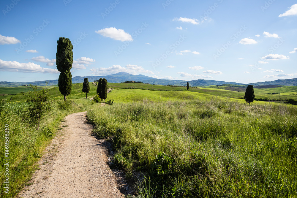 Fototapeta premium Val d'Orcia, Tuscany, during spring time with green fields.