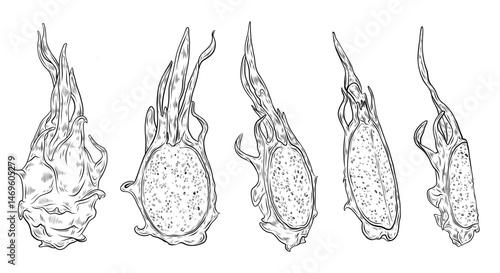 Vector set with dragon fruits. Illustration of pitahaya fruit, whole fruit and half, part. Hand drawn vector illustration of exotic fruit, tropical food. Design and decoration of packaging, menu.