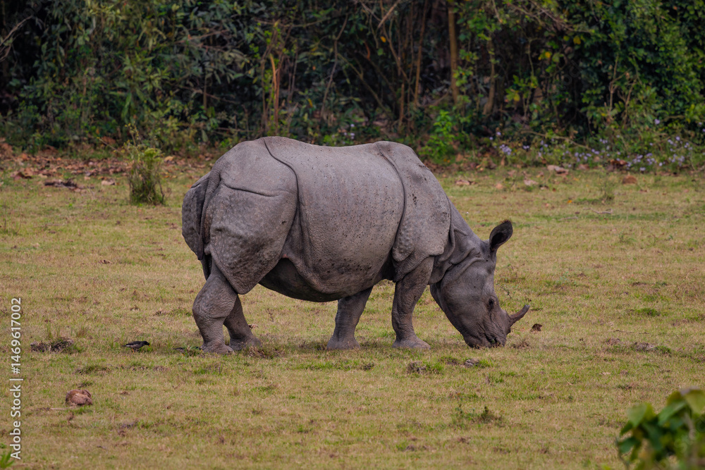 Fototapeta premium rhino in the grass (Rhinocerus unicornis) the Indian rhinoceros 