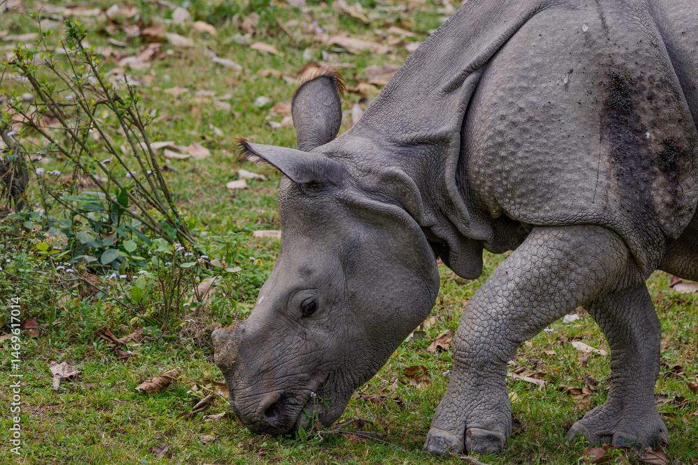 Naklejka premium rhino in the grass - greater one-horned rhinoceros -Rhinocerus unicornis 