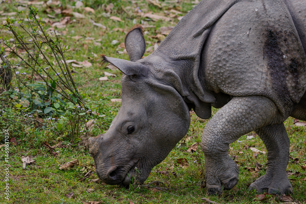 Fototapeta premium rhino in the grass - Indian rhinoceros - Rhinocerus unicornis 