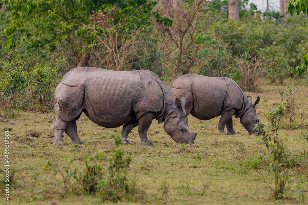 Fototapeta premium Greater one-horned rhinoceros (Rhinocerus unicornis)