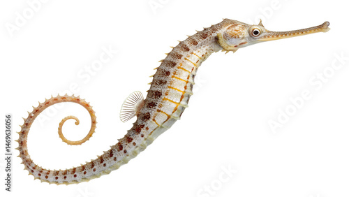 Pipefish on Transparent Background