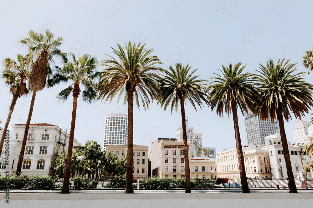 Palm trees lining a cityscape, vibrant green foliage against a clear sky, ideal for showcasing urban tranquility and relaxation. Palm trees lining a cityscape, vibrant green foliage against a clear sky, ideal for showcasing urban tranquility and relaxation.