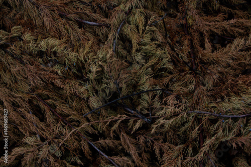 nature, green, plant, grass, field, tree, tea, leaves, wheat, leaf, texture, meadow, agriculture, spring, pine, summer, natural, farm, flora, closeup, season, macro, autumn, brown