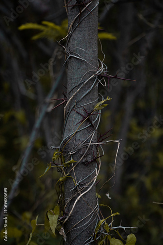 nature, grass, green, insect, field, plant, spring, macro, wheat, animal, leaf, summer, flower, tree, autumn, dragonfly, branch, agriculture, crop, wildlife, closeup, farm, yellow, natural, grain