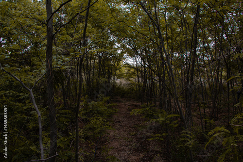 forest, tree, nature, landscape, trees, autumn, woods, green, path, wood, fall, spring, park, light, trail, leaf, hiking, foliage, woodland, sun, environment, season, summer, outdoors, pine