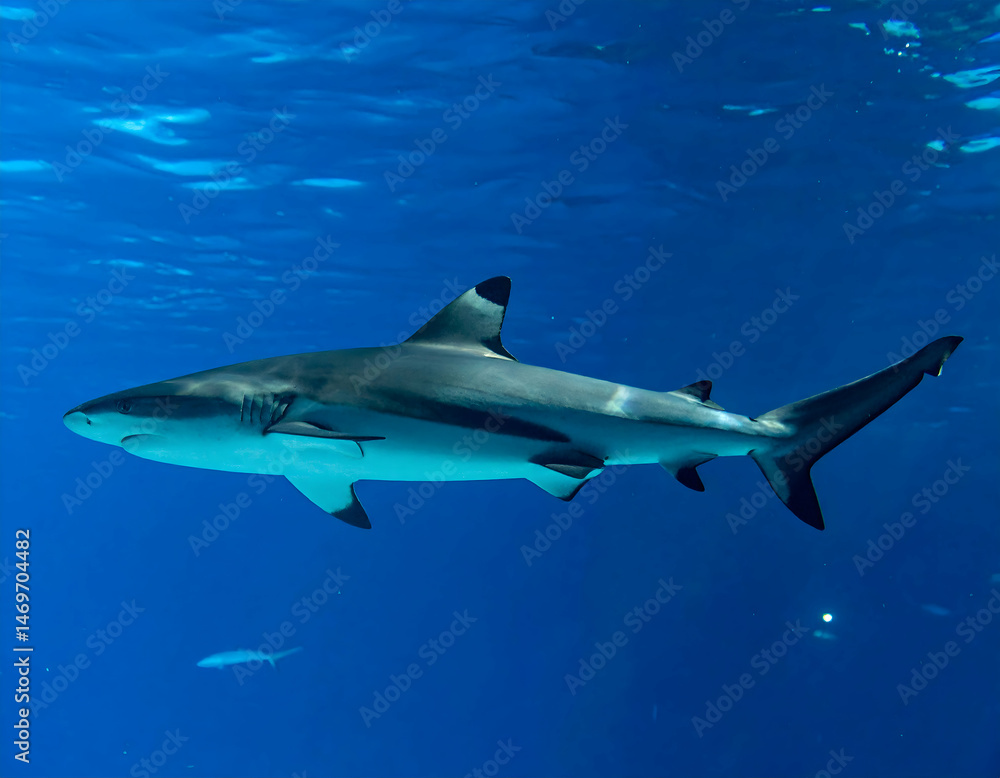 Grey Shark Swimming in Deep Blue Ocean Water Grey Shark Swimming in Deep Blue Ocean Water
