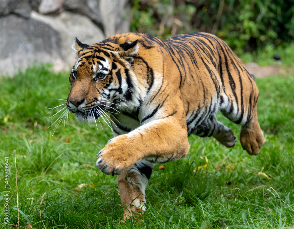 Obraz premium Striped Tiger Running Through Green Grass