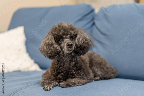 poodle and puppy
