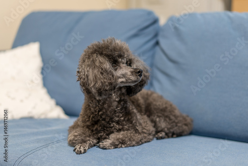 poodle and puppy
