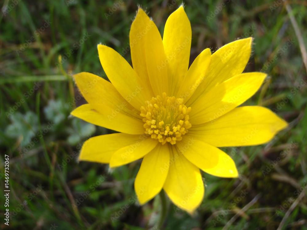 Natura Natura