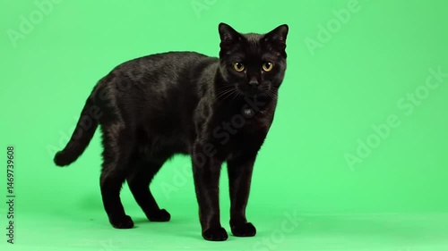 Black Cat Posing with Chroma Key on Green Screen Background in Studio for Easy Background Isolation and Customization