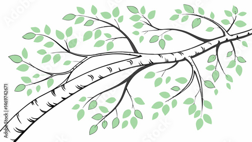 vector illustration of birch tree with leaves on white background. nature and ecology concept