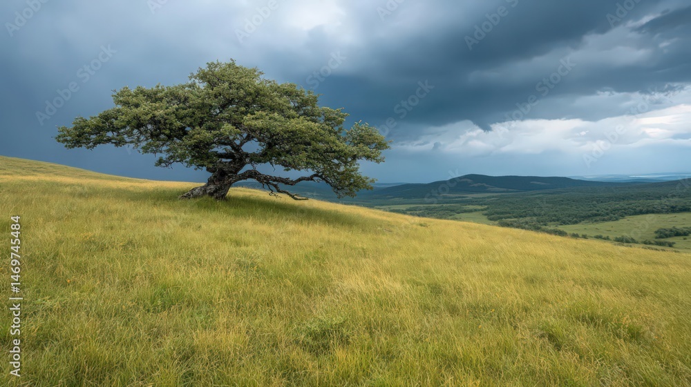 Fototapeta premium Solitary Tree on Grassy Hill Under Dramatic Stormy Sky