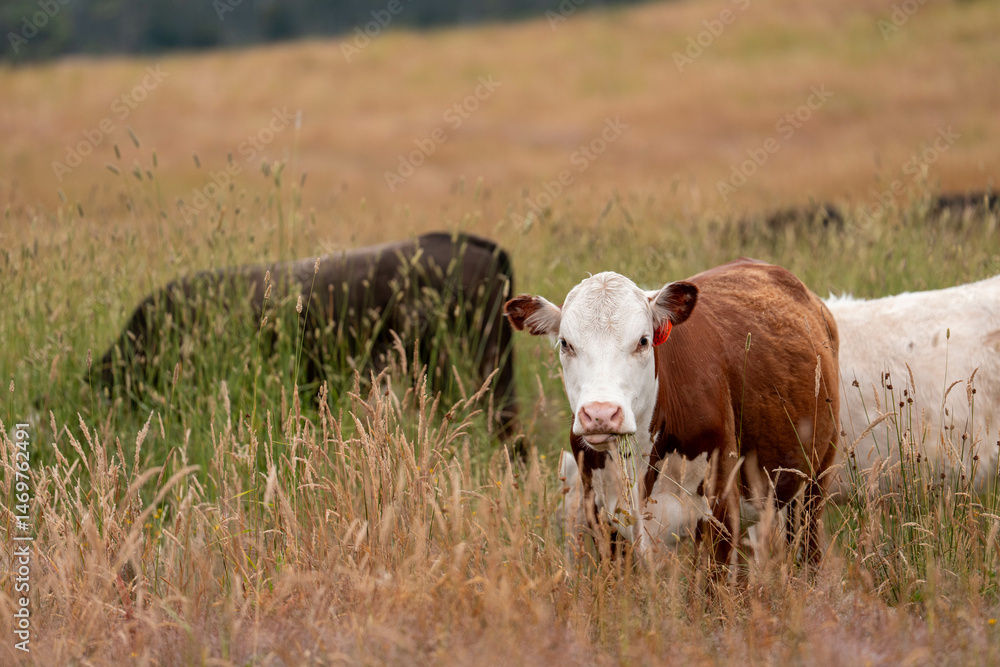 Obraz premium herd of regenerative agriculture free range beef cattle sustainable black stud wagyu cows in a field of tall long grass on an agricultural farm in outback australia. innovation in climate change