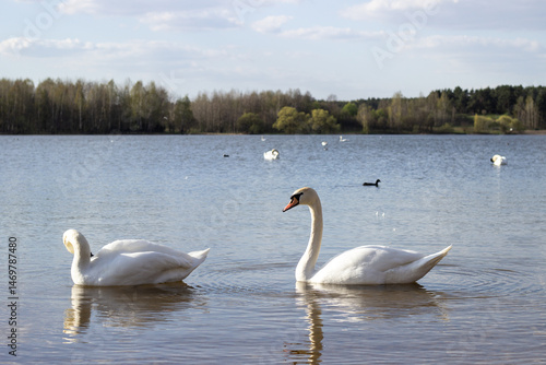 White swans swimming on the quiet surface of the lake