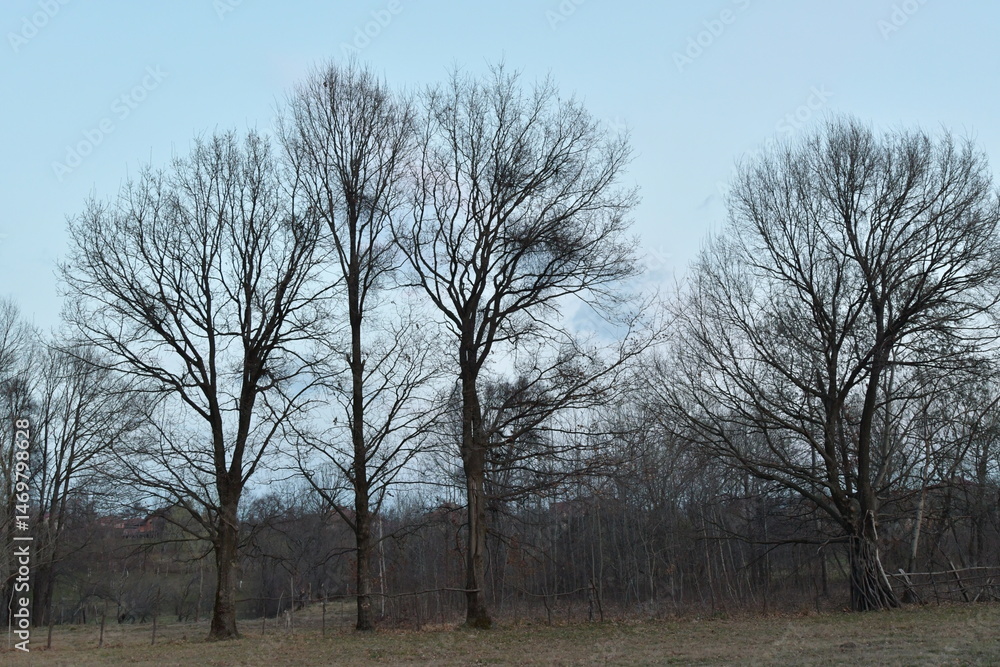 Fototapeta premium tree in the park