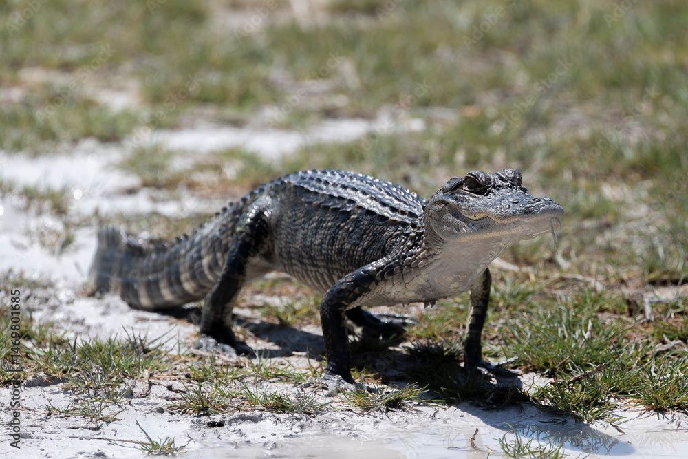 Obraz premium American Alligator Merritt Island National Wildlife Refuge Florida
