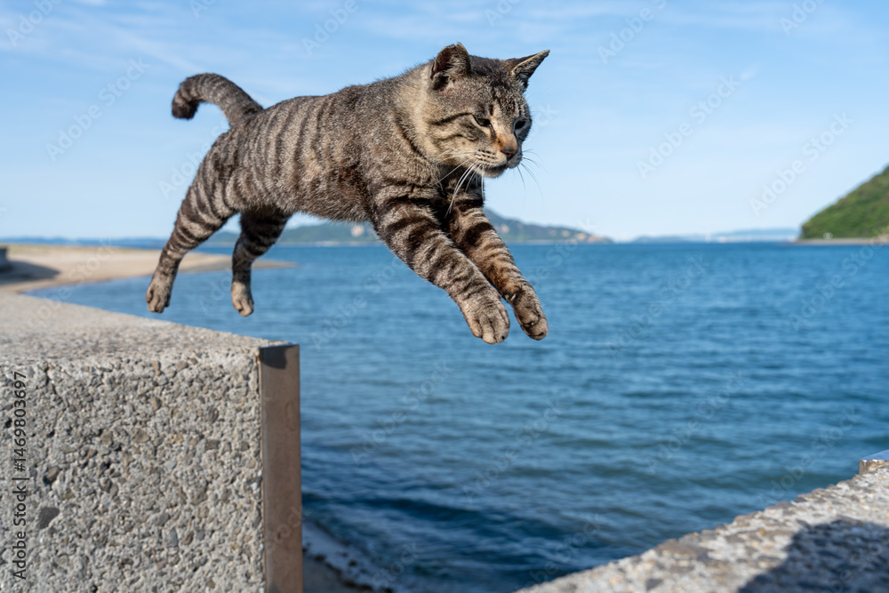 Obraz premium 佐柳島のジャンプする猫