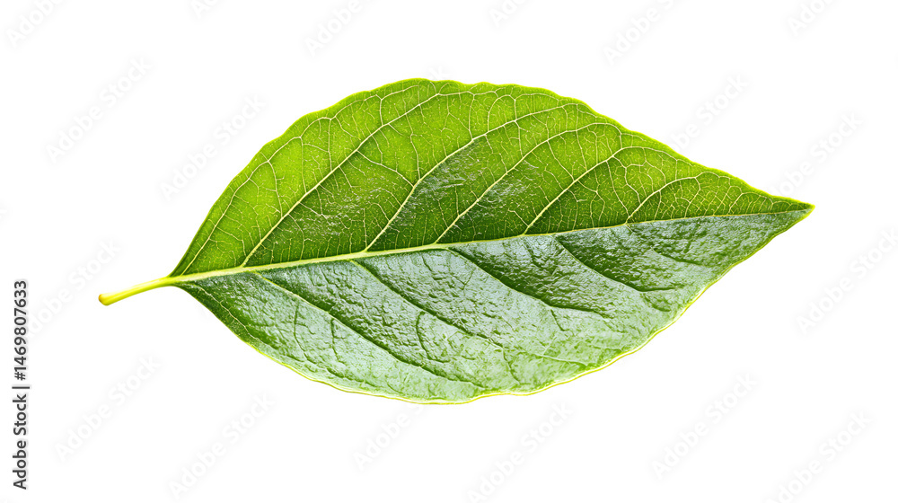 Fototapeta premium Fresh Green Leaf Isolated on Transparent or White Background for Graphic Design Projects