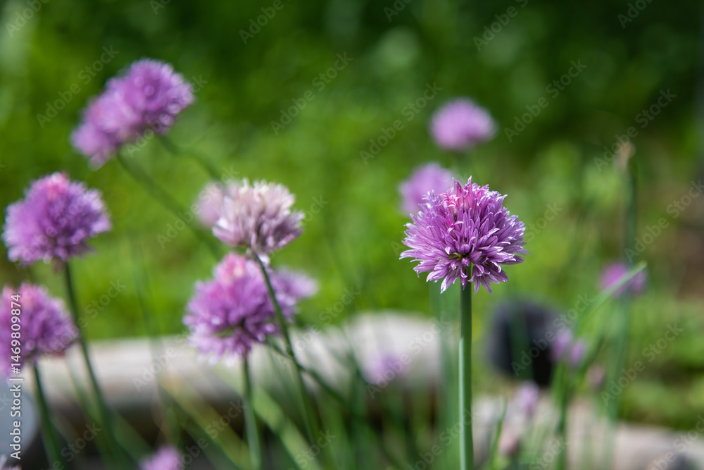 Close-up of vibrant chive flowers with vivid shades of purple Close-up of vibrant chive flowers with vivid shades of purple