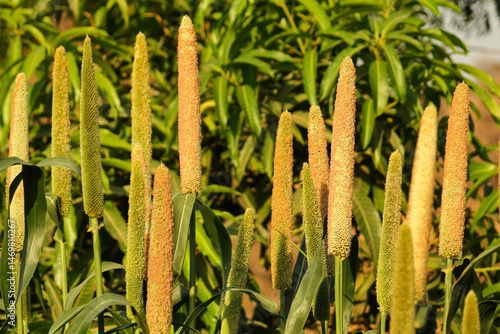 Fotografija It is one of the oldest cultivated grains