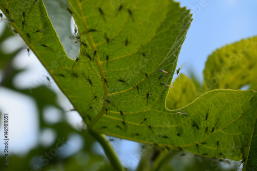 Pucerons noirs sous une feuille de figuier
