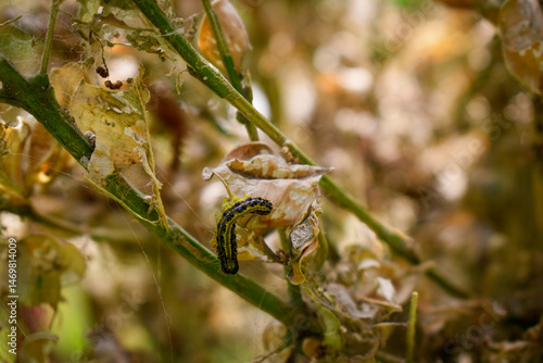 Pyrale du buis (Cydalima perspectalis) en train d'attaquer un buis (Buxus)