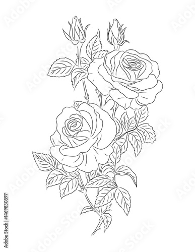Elegant vector illustration of blooming roses and buds, June birth month flower, in detailed line art sketch style. Black outline drawing isolated on transparent background.