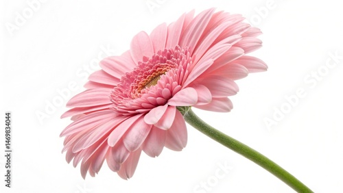 pink gerbera daisy flower isolated on white background