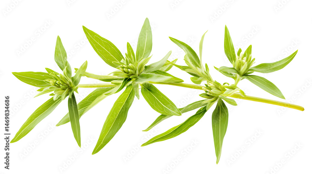 Fototapeta premium Beautiful Swiss Mountain Edelweis Plant Anaphalis Javanica