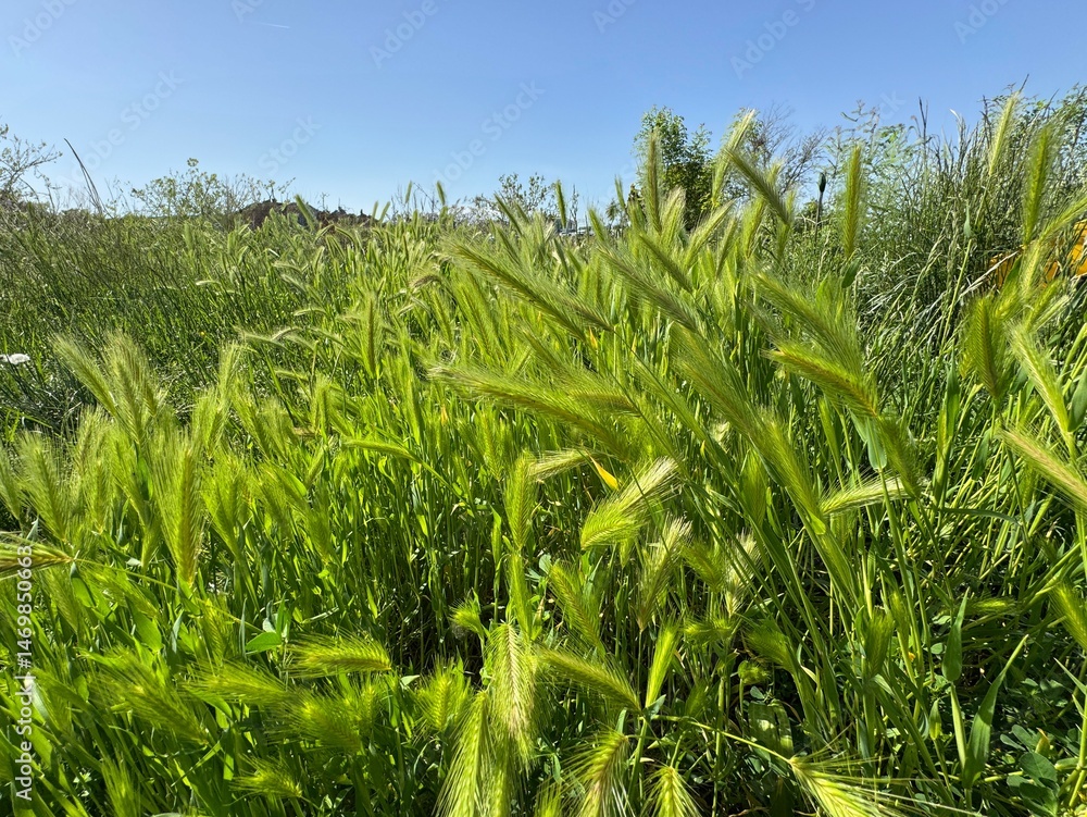 Fototapeta premium Hordeum murinum plant with spikes of mouse tail, mouse barley. Close-up. Hordeum murinum is a species of flowering plant in the grass family Poaceae, commonly known as wall barley or false barley. 