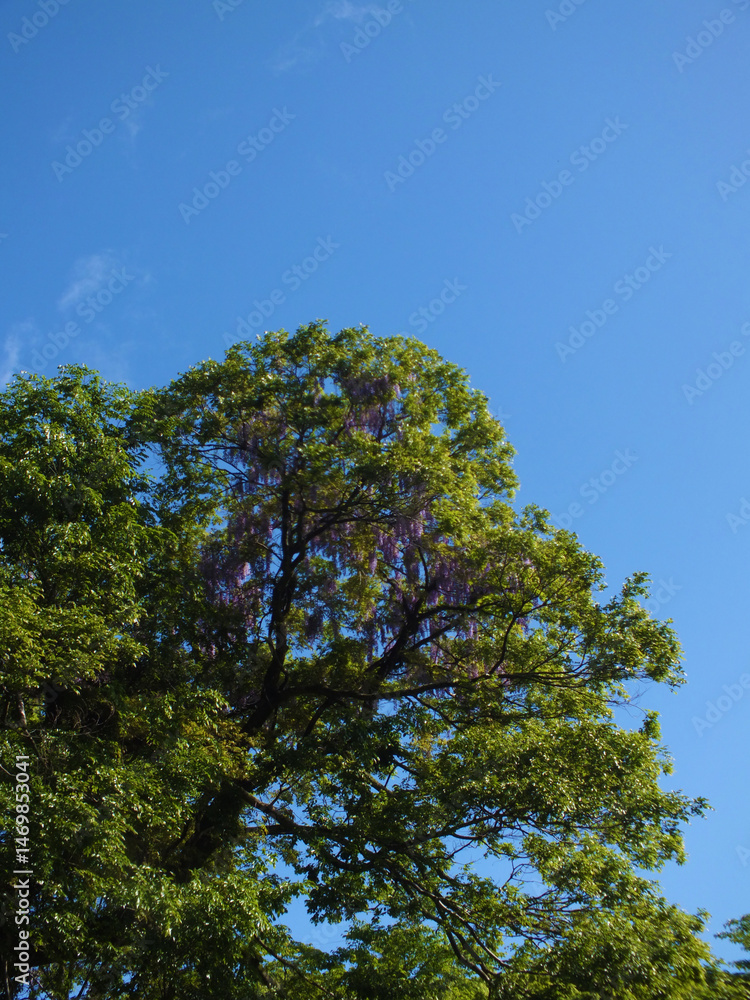 Obraz premium 新緑と空