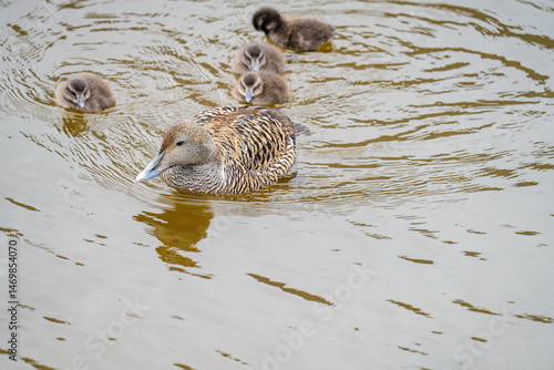 Konstfotografi Female common eider (Somateria mollissima) swimming in a pond with her chicks, i