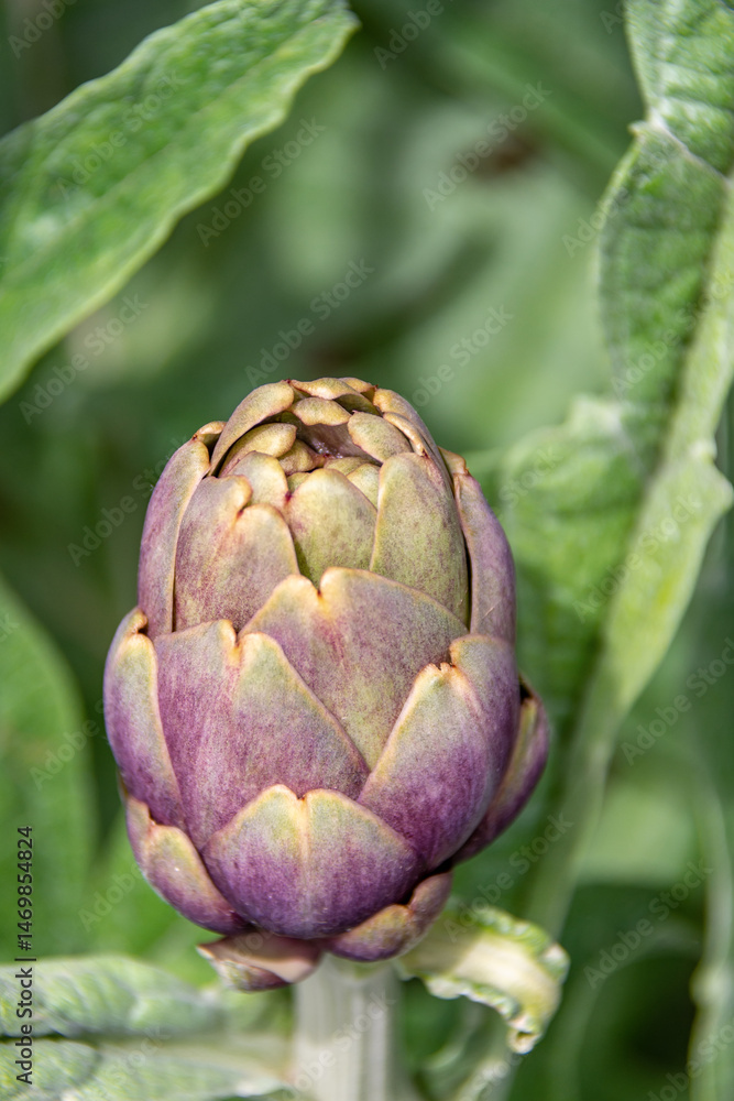 Obraz premium Close-up view of an artichoke ready for harvest
