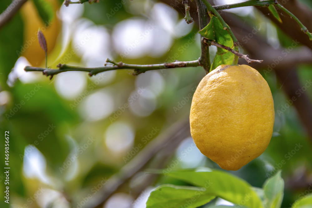 Yellow lemon on the plant, ready for harvest Yellow lemon on the plant, ready for harvest
