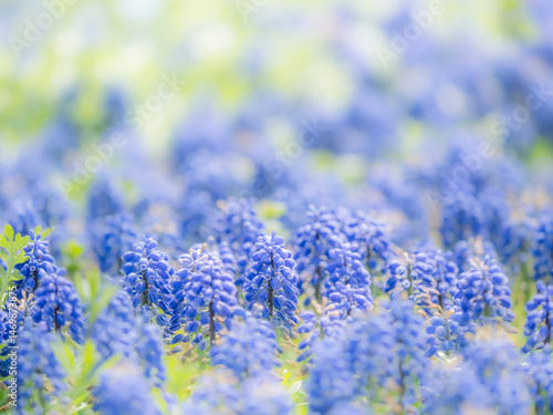 春の公園や花壇を彩るムスカリのある風景。自然風景素材。