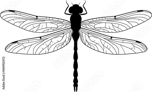 Elegant Dragonfly Line Art Black and White Insect Illustration