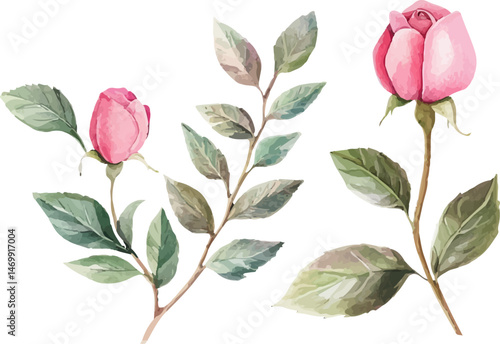 pink rose leaves
