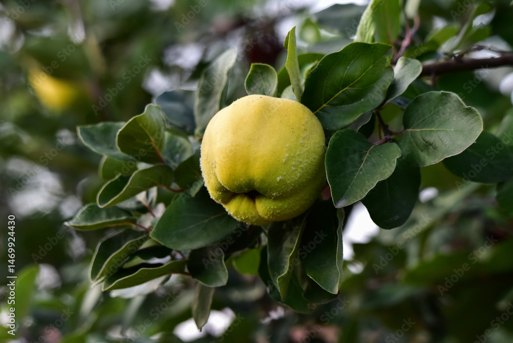 apple on tree apple on tree