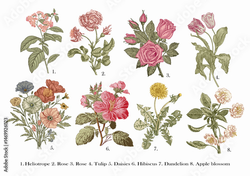 Botany. Set vintage medical realistic isolated flowers. Nature baroque. Drawing engraving. Vector background victorian Illustration Heliotrope, Rose, Rose, Tulip, Daisies, Hibiscus, Dandelion, Apple