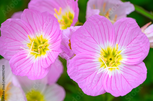 Slika na platnu close up on blooming pink evening primrose