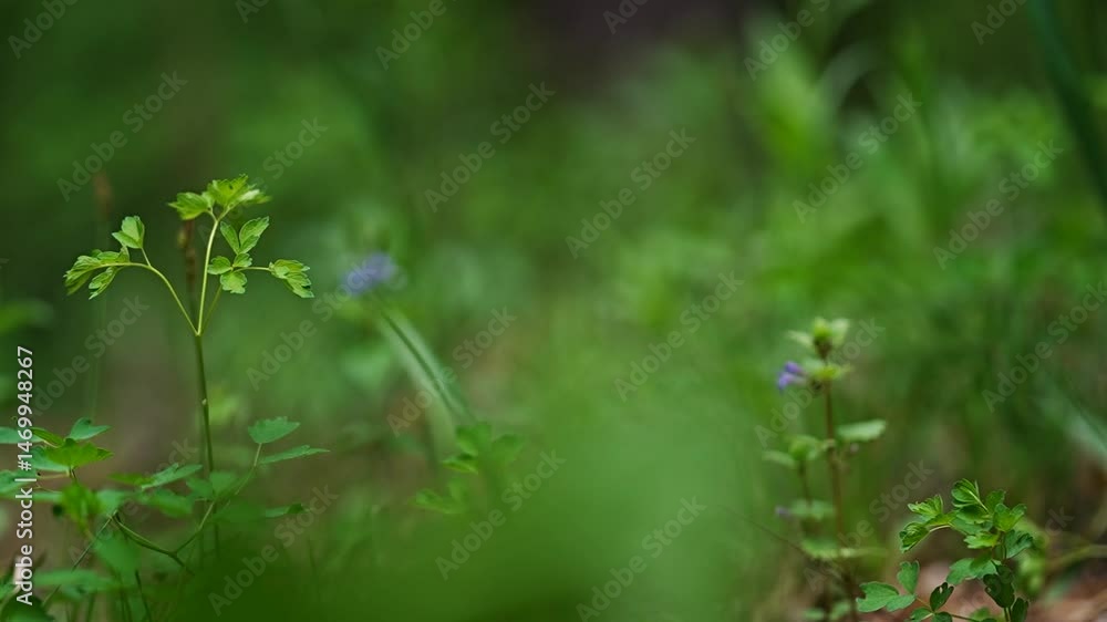 forest wild grasses blurred green background forest wild grasses blurred green background
